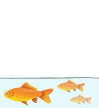 coach wallets goldfish